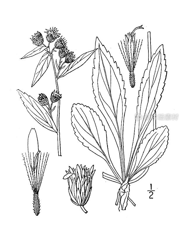 古植物学植物插图:一枝黄花、阿尔卑斯金杆