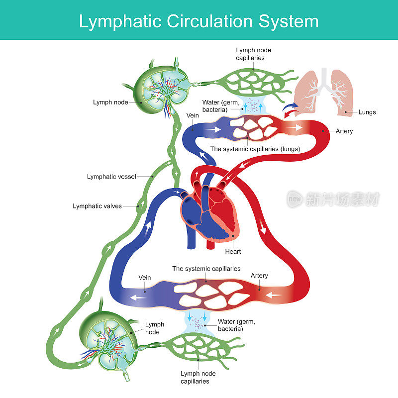 淋巴循环系统。为医学教育绘制淋巴循环系统图。插图。