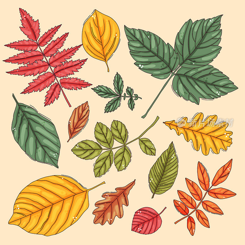 秋叶。彩色的树叶