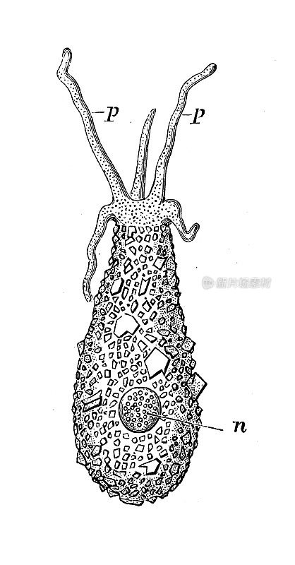 仿古生物动物学图像:长形困难虫