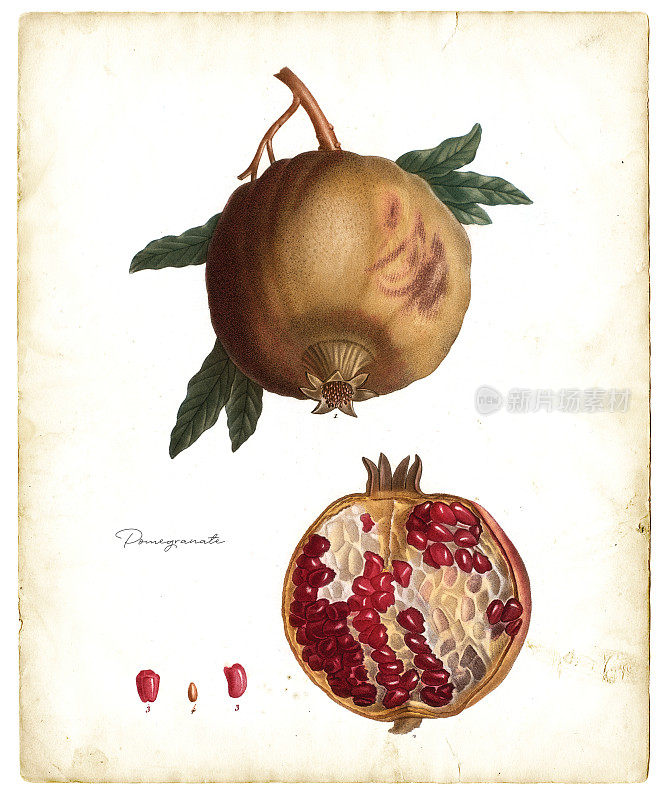 石榴水果插图1819