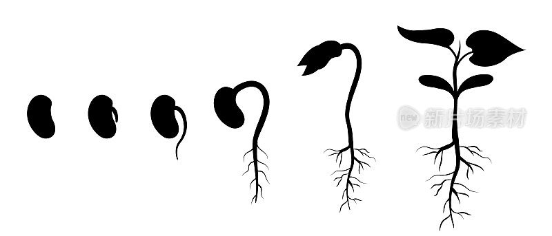 豆子种子的萌发是循序渐进的。植物根的外观。芽发育剪影