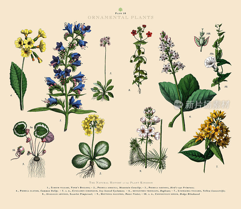 观赏植物，植物王国，维多利亚植物插图，大约1853年