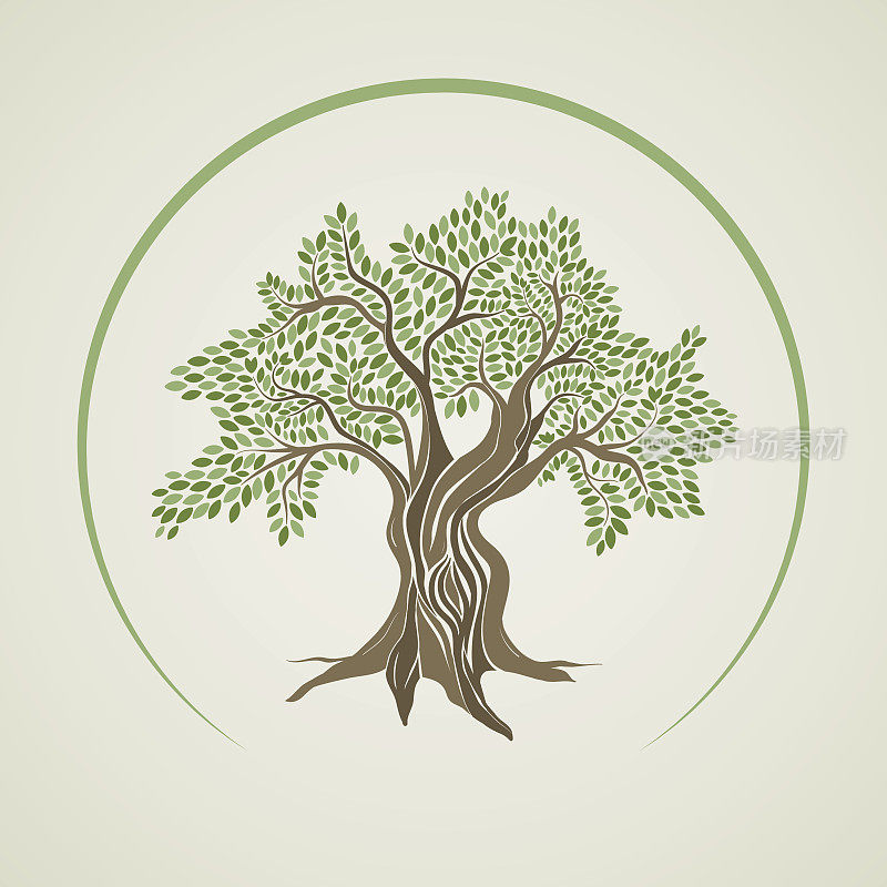 橄榄树的矢量插图