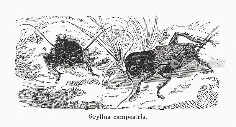 欧洲田野蟋蟀，木刻，1884年出版