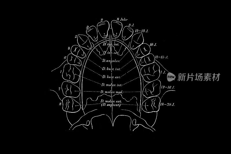 恒牙突破图