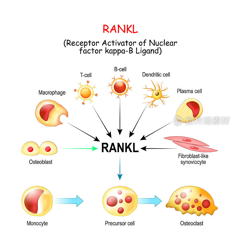 RANKL和破骨细胞的活化