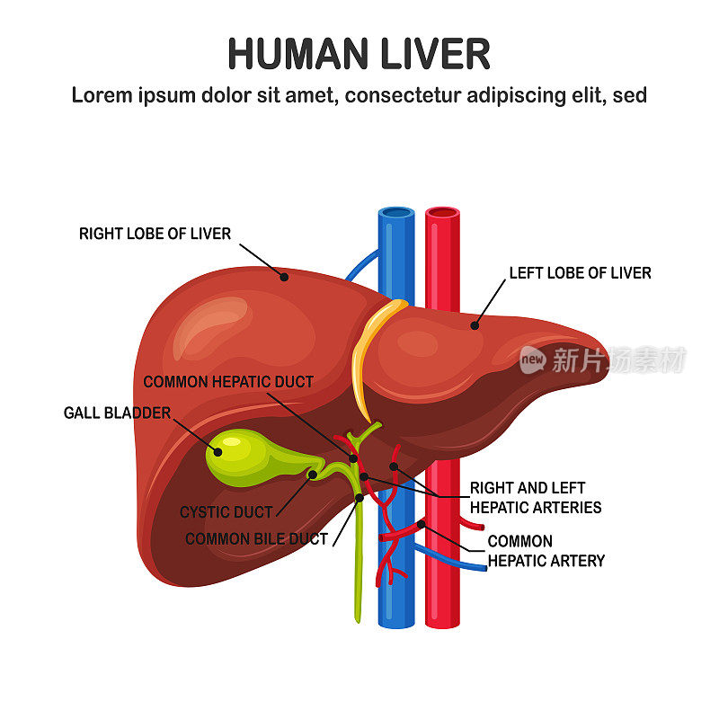 背景分离的人类肝脏。内部器官。胆囊、主动脉、门静脉、肝管。医学解剖