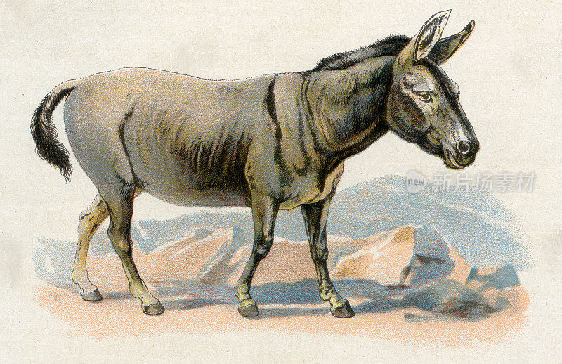 驴驴插图1899