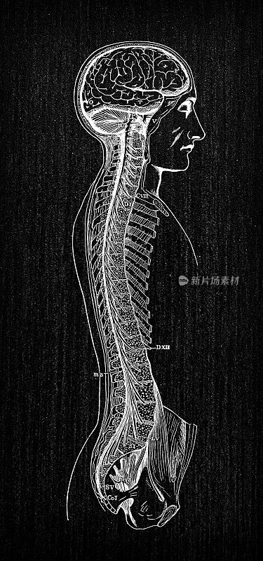 人体解剖神经系统的古董插图