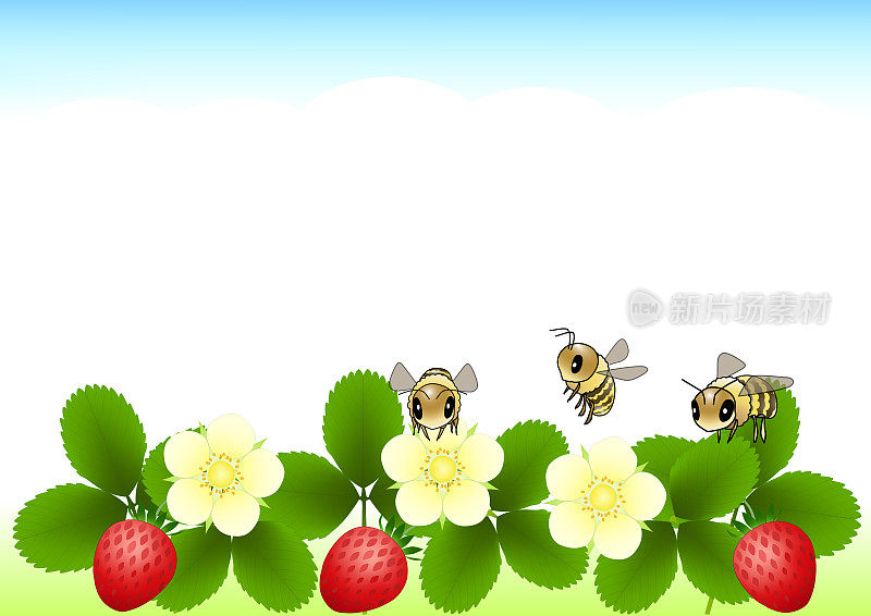 蓝天下蜜蜂飞舞的草莓田，盛开着白色的花朵，生长着红色的草莓