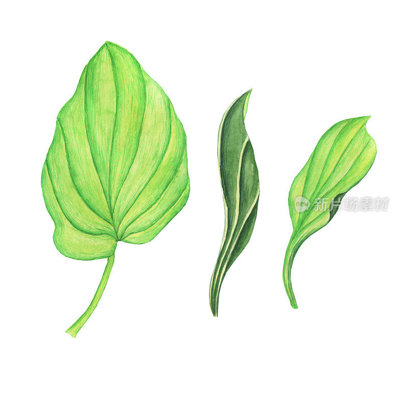 三片芭蕉叶孤立在白色背景上。水彩手绘插图。完美的医药或草药卡片，花园设计。