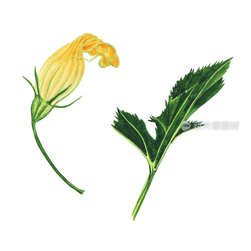 黄花和绿色的西葫芦叶分离在白色的背景。水彩手绘插图。完美的印刷或食品设计。