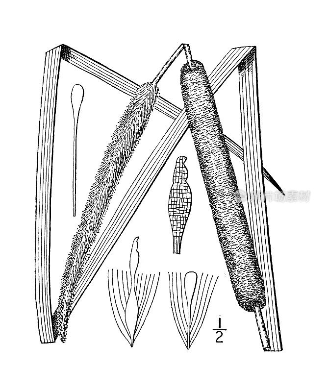 古植物学植物插图:香蒲、窄叶香蒲