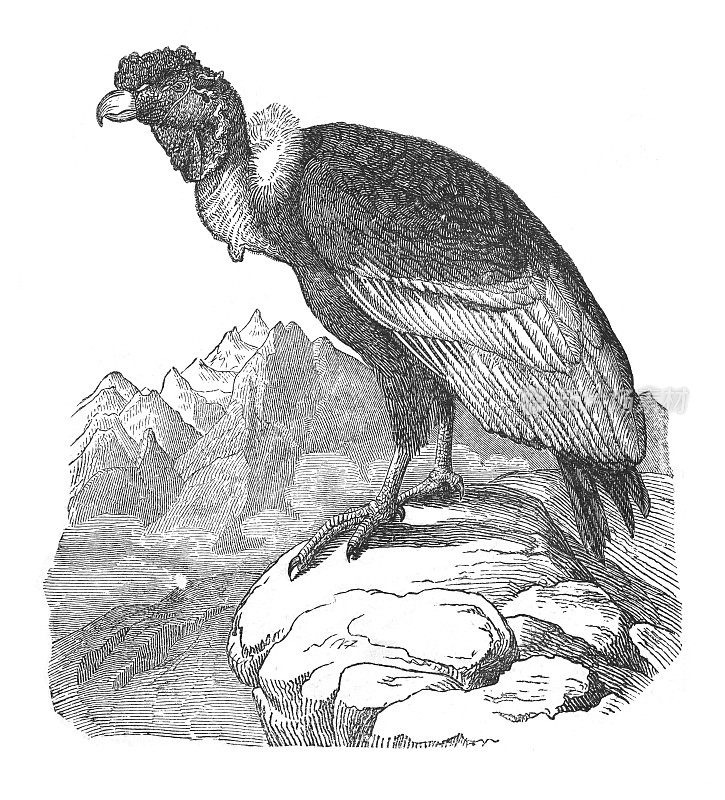 安第斯秃鹰(鹰头狮)-古董雕刻插图