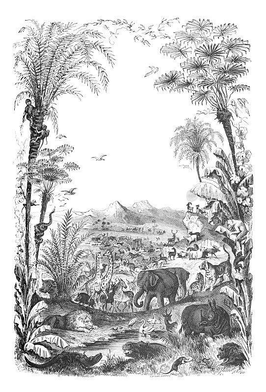 动物王国，古董版画插画