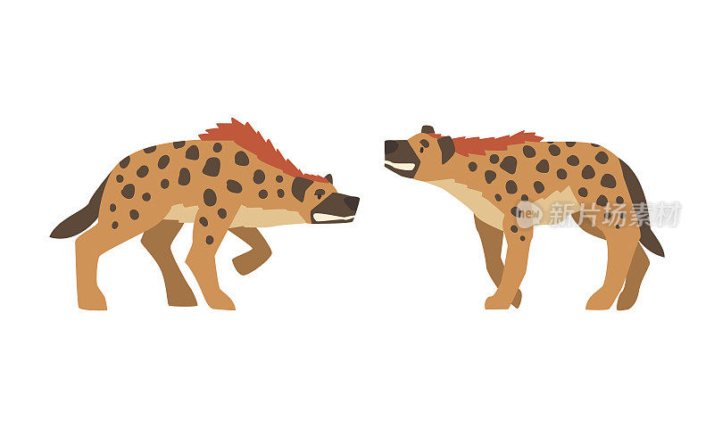 鬣狗作为食肉哺乳动物与斑点皮毛和圆形耳朵行走向量集