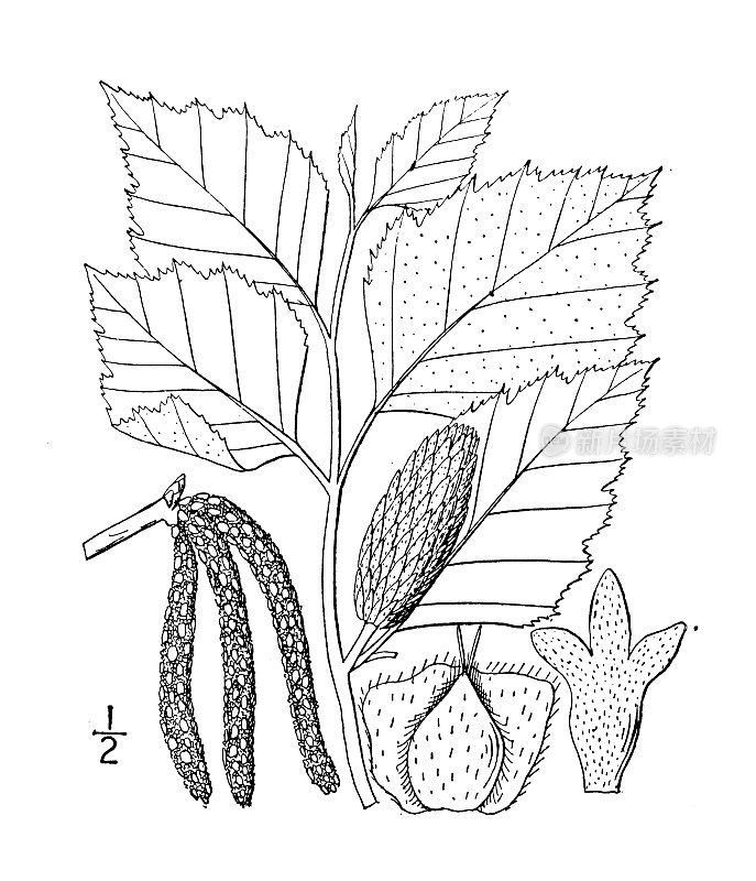 古植物学植物插图:黑桦，河桦，红桦