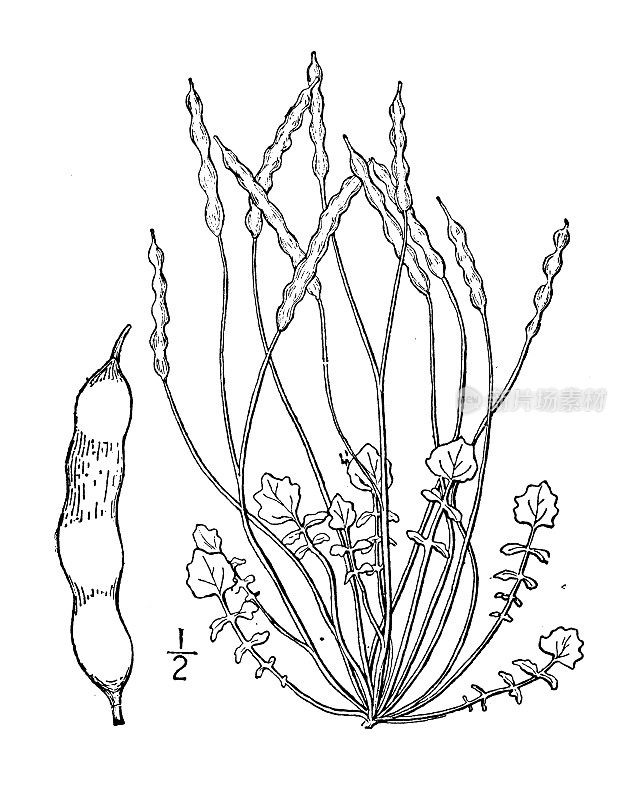 古董植物学植物插图:利文沃斯，项链利文沃斯