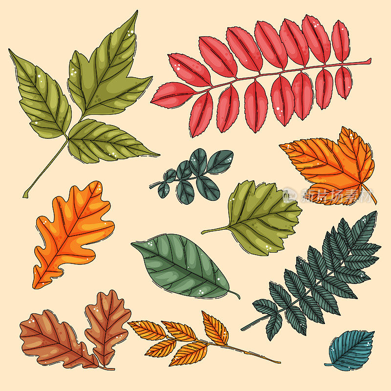 秋叶。彩色的树叶