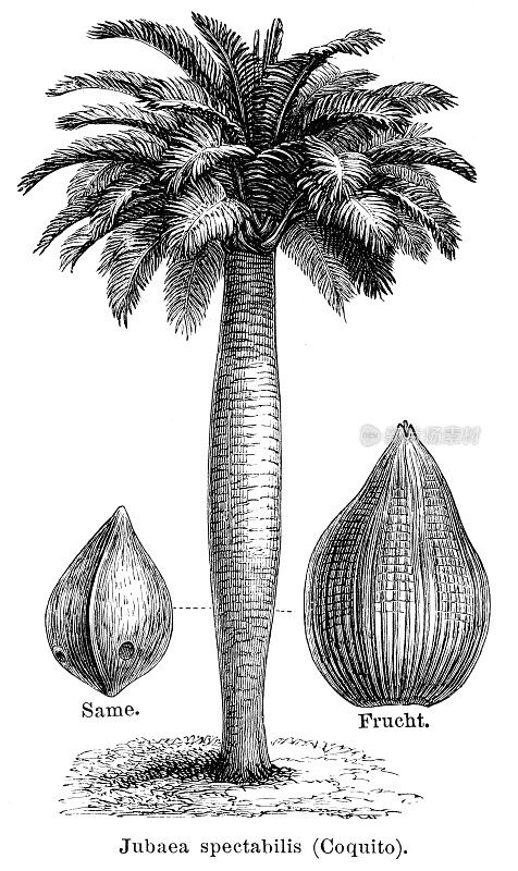 智利酒棕榈或智利可可棕榈雕刻1888年
