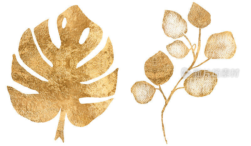 白色背景上孤立的金色叶子的植物剪影。精美的艺术花卉插图集，优雅精致的图形剪纸婚礼邀请卡。蓬莱蕉叶