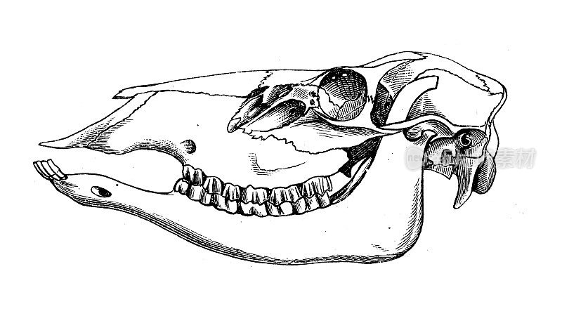 古董生物动物学图像:麋鹿头骨