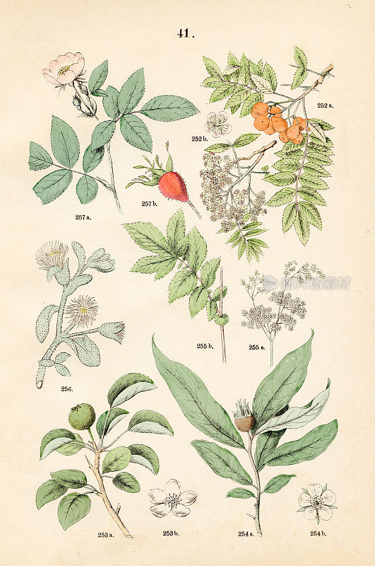 ，梨，枸杞，绣线菊，冰植物，软毛玫瑰-植物插图1883
