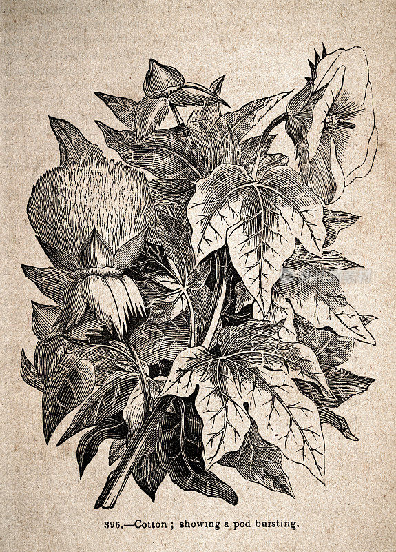 复古插图，棉花植物，显示豆荚破裂，19世纪