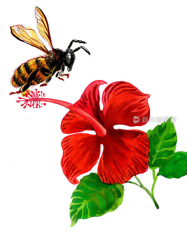 红色木槿花和飞蜂