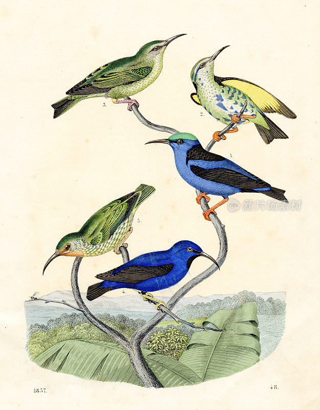 蜜鸟:香蕉鸟，莺，红腿蜜雀彩色板插图1857