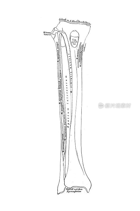 胫骨和腓骨