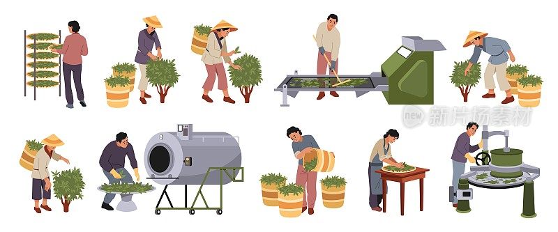 茶产业。园艺，农业生产，饮料原料的生长和采集过程，人们对种植园，风干，轧制和发酵在设备，载体集
