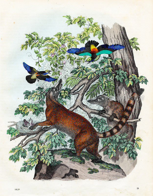 社交浣熊-非常罕见的盘子从“世界之书”1859年