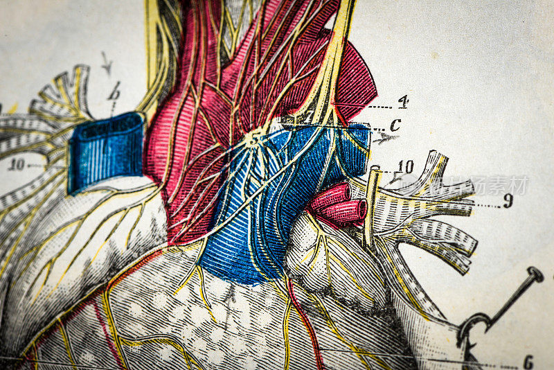 古董医学科学插图高分辨率:心脏