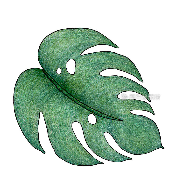 热带叶孤立在白色，手绘植物插图与怪物叶，热带设计元素