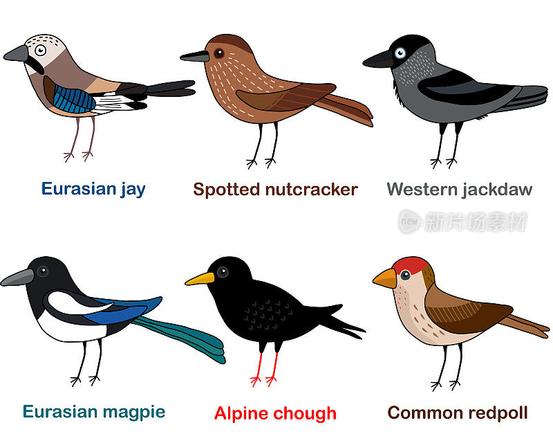 可爱的鸟矢量插图集，杰伊，胡桃夹子，寒鸦，喜鹊，乔夫，红投