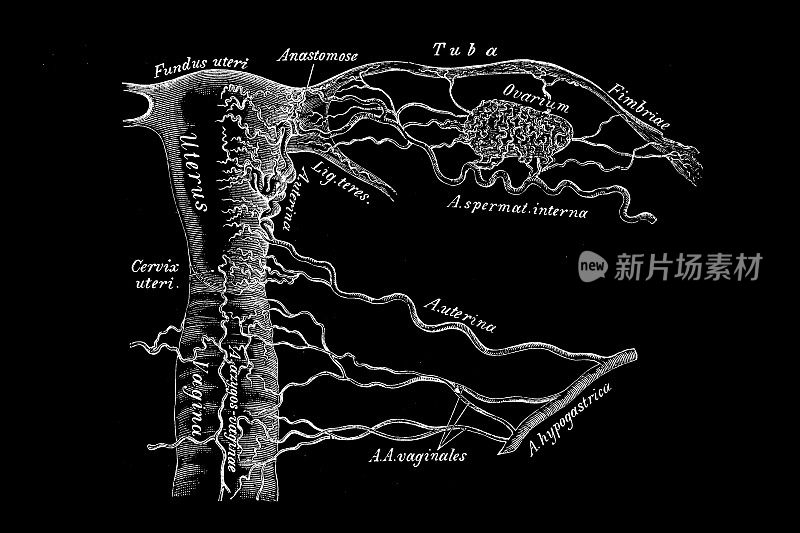 女性内生殖器的动脉
