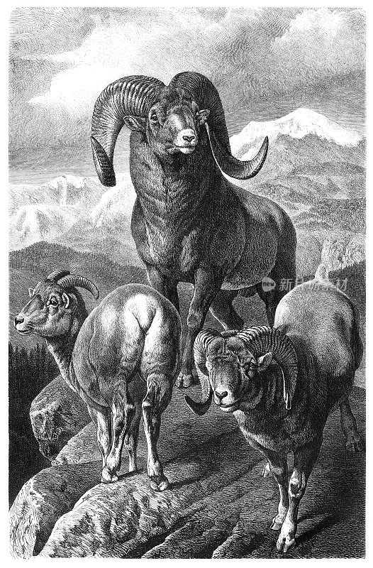 阿尔泰山牧羊1877年