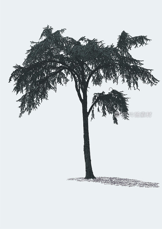垂柳松树
