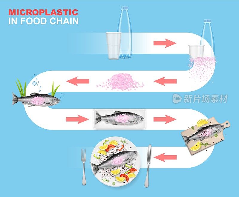 微塑料在食物链向量信息图表。海洋环境。塑料垃圾对水生动物和海产品造成影响。