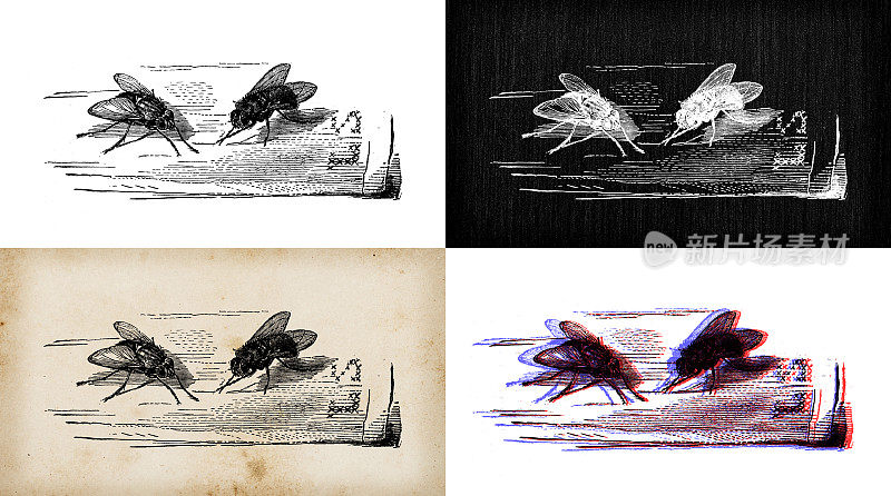 古玩动物插图:吐丽蝇、蓝瓶蝇
