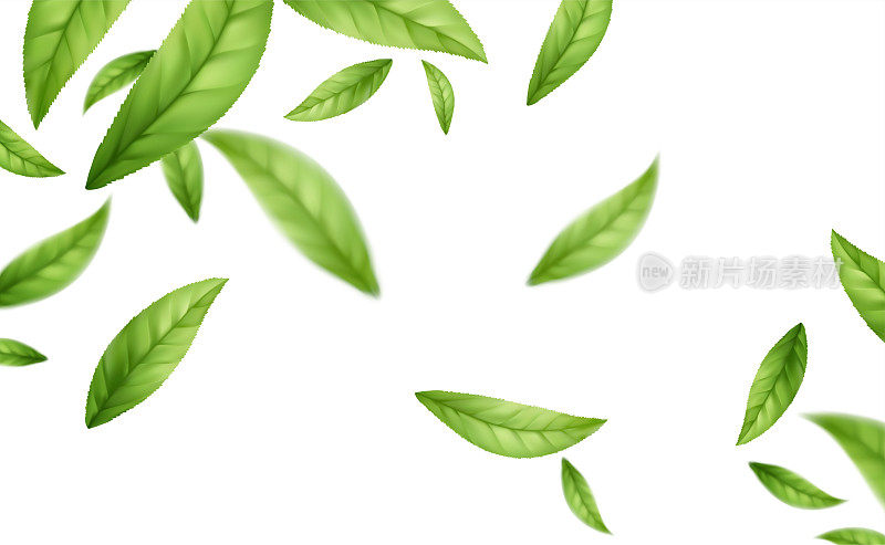 现实的飞落绿茶叶子孤立在白色的背景。背景上飞舞着绿色的春叶。矢量图