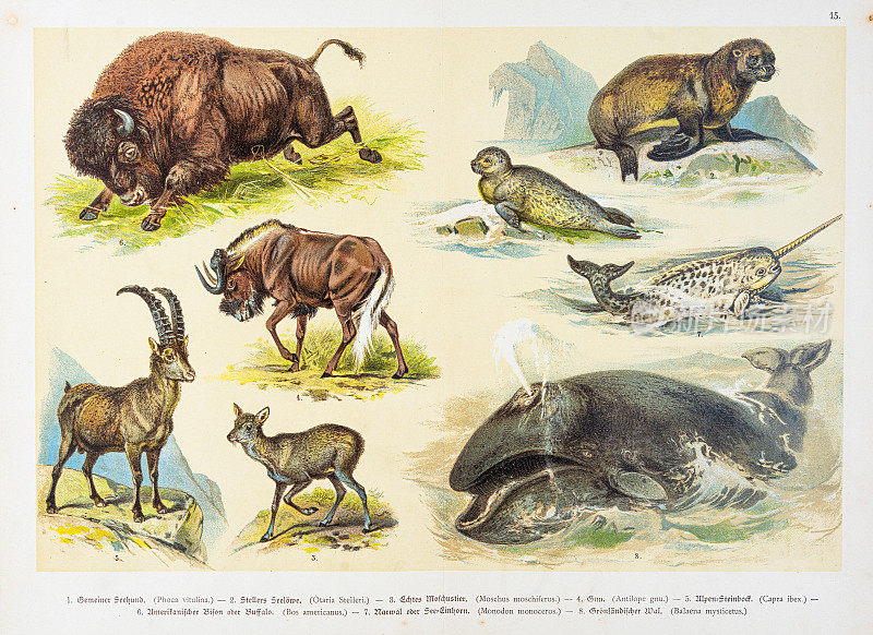 鲸，野牛，独角鲸，角马，彩色石刻1888年