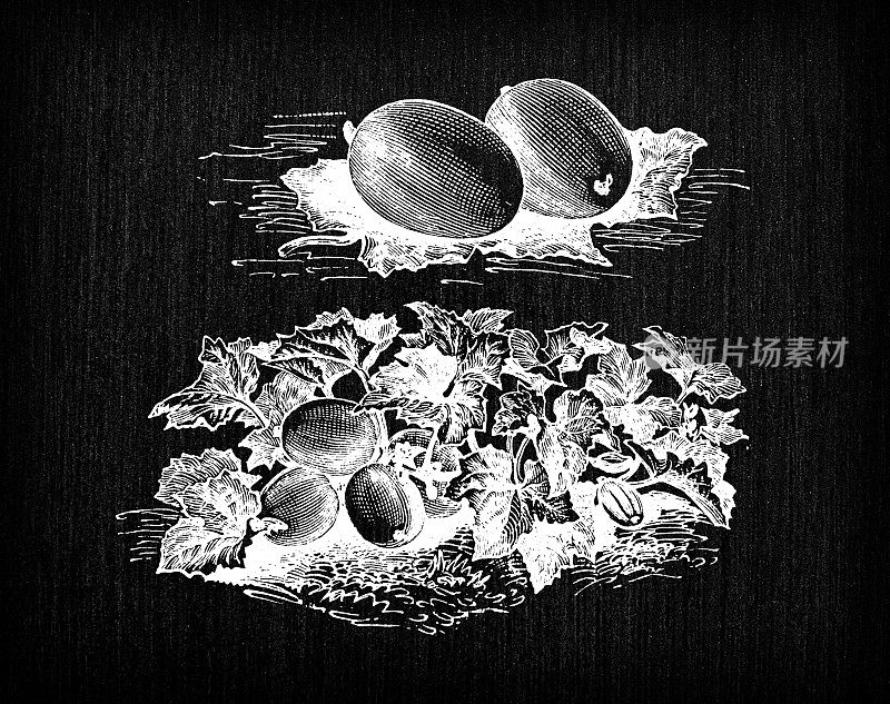 植物学蔬菜植物仿古雕刻插图:俄罗斯小黄瓜