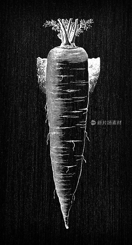 植物学蔬菜植物古董雕刻插图:白胡萝卜