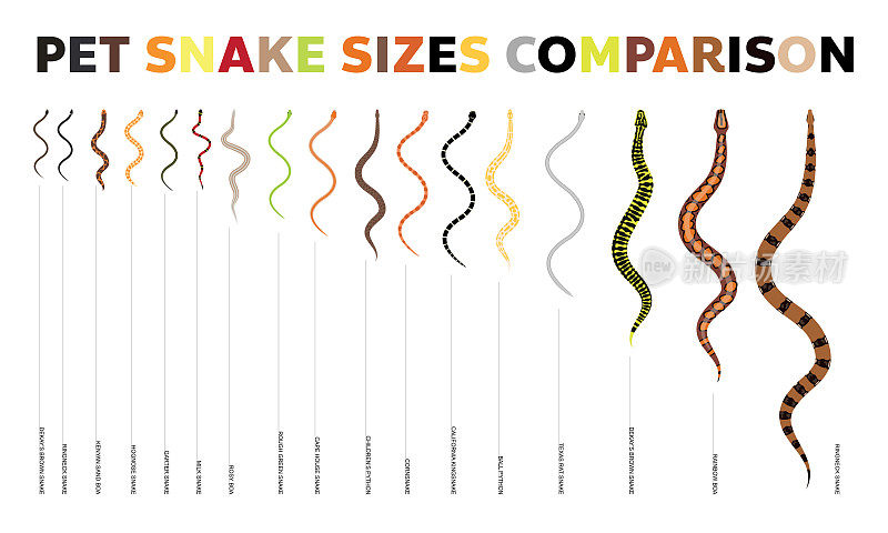 动物蛇宠物物种大小比较向量集