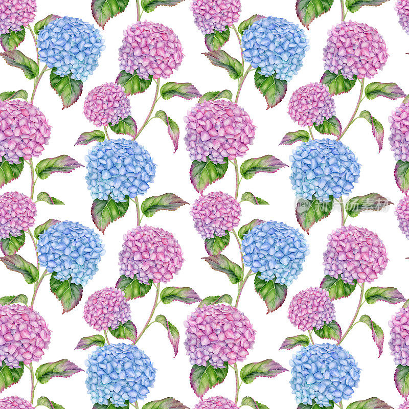 水彩花卉无缝图案。手绘粉红色和蓝色绣球花与叶子孤立在白色背景上。开花Hortensia垂直点缀。墙纸、织物的花卉设计。