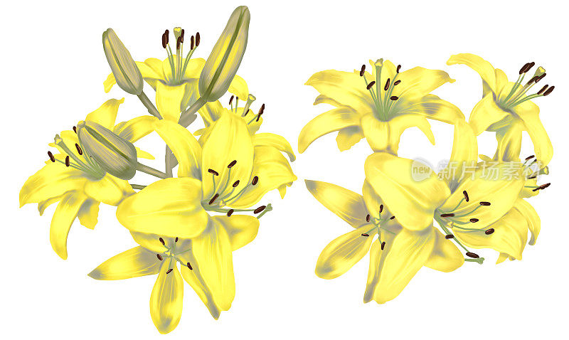 水彩黄色明亮的百合花。白色背景上孤立的黄色百合花束