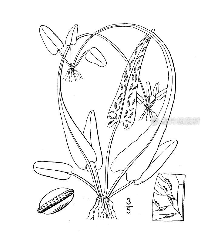古植物学植物插图:喜树、蕨类植物